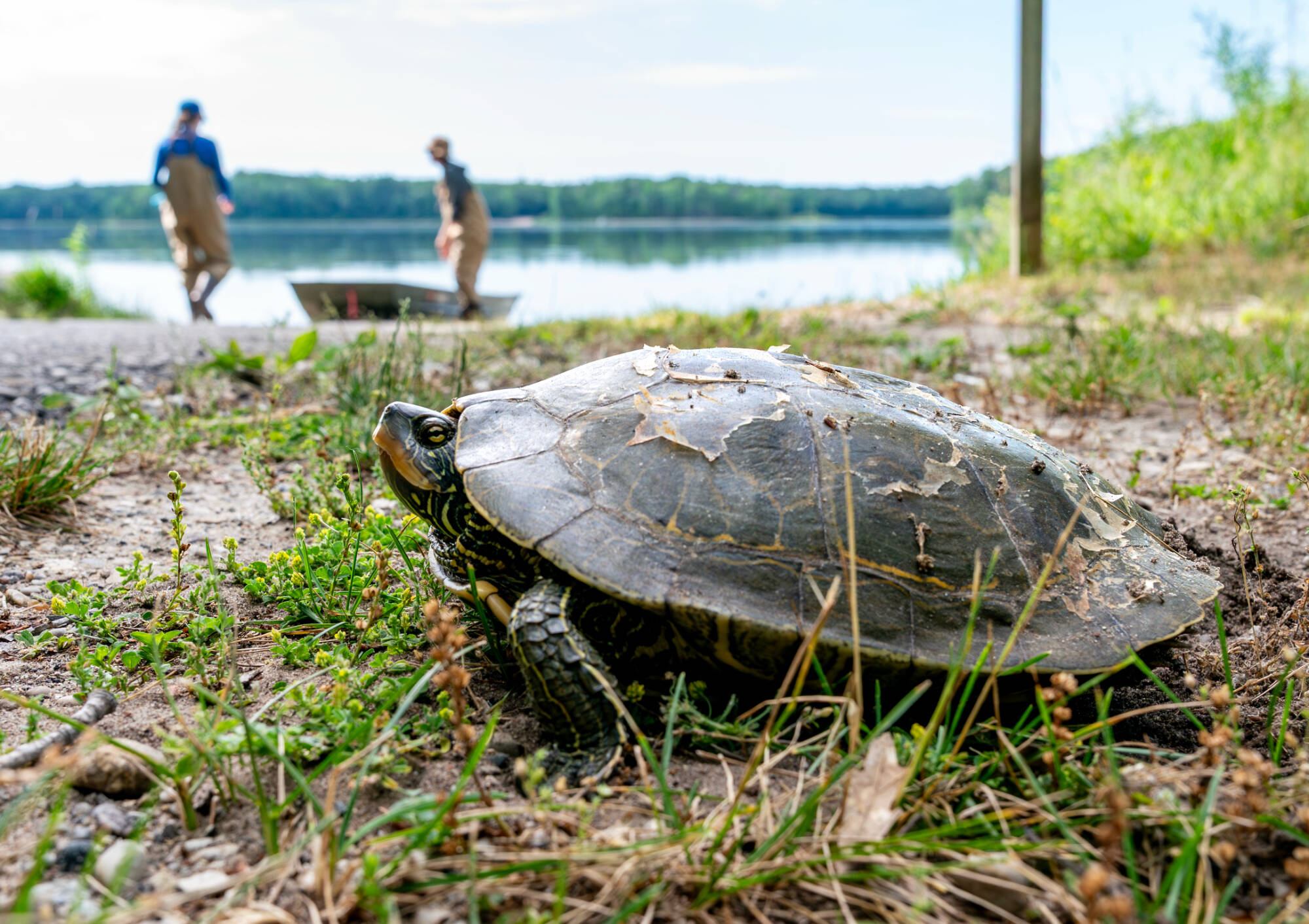 Alexis Porter, left, and Mya Harmer, staff members with the Steinman Lab, prepare to launch a boat near a turtle at Nichols Lake in Newaygo County on June 24. The work is part of AWRI’s inland lake salt survey. (Photo releases on file)